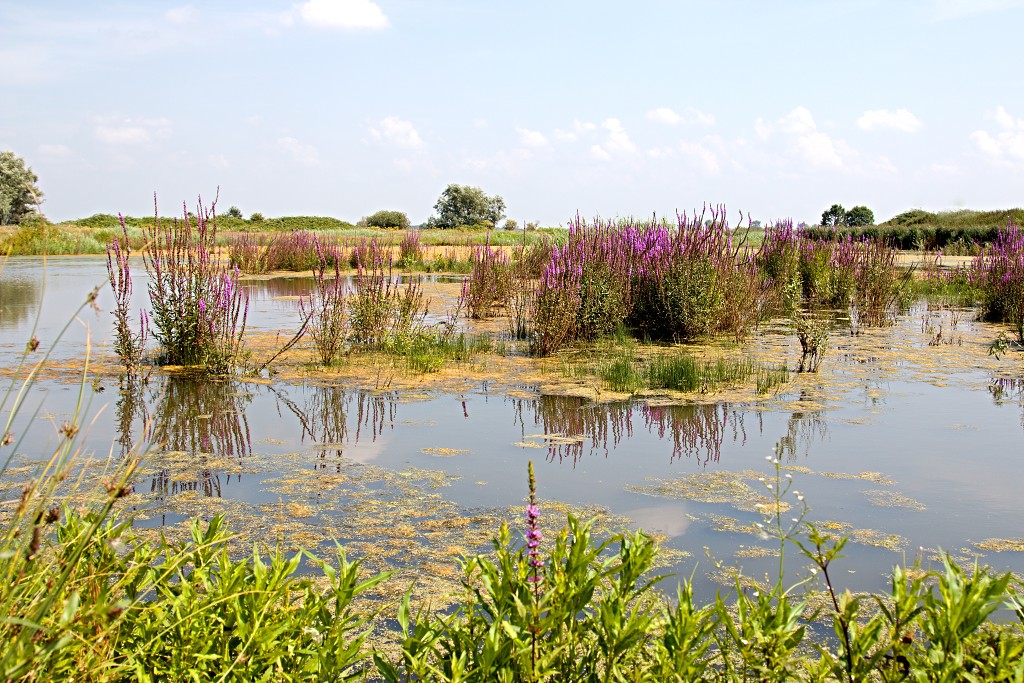 tiengemeten natuur natuurgebied natuurmonumenten hdr schotse hooglanders rien poortvliet museum eiland polder platteland